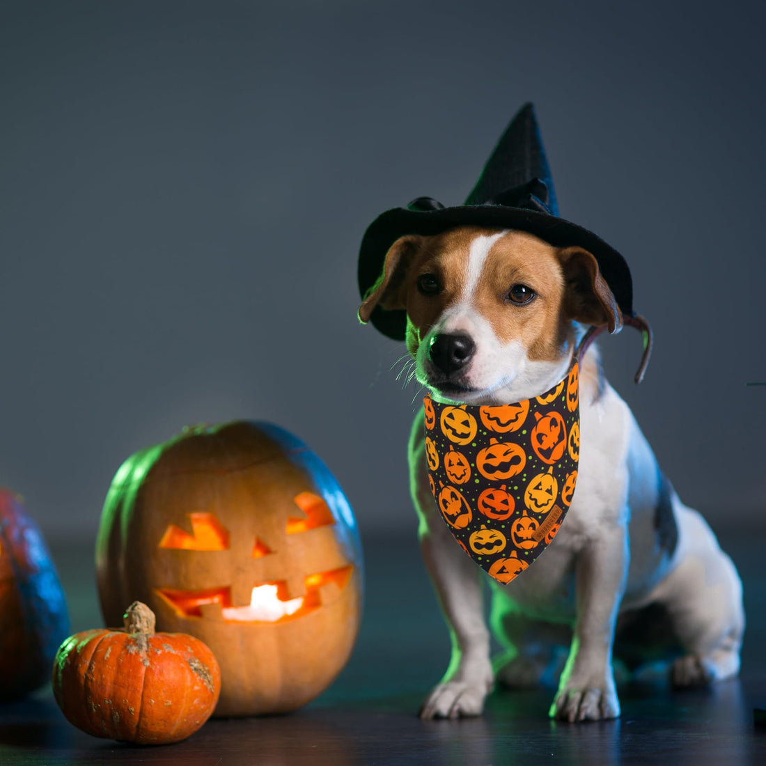 ADOGGYGO Halloween Dog Bandana - ADOGGYGO Halloween Dog Bandana