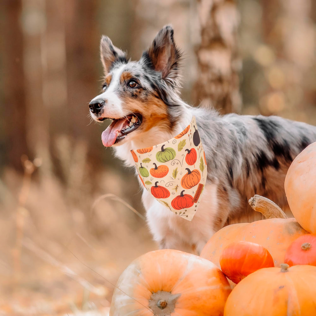 ADOGGYGO Halloween Dog Bandana - ADOGGYGO Halloween Dog Bandana
