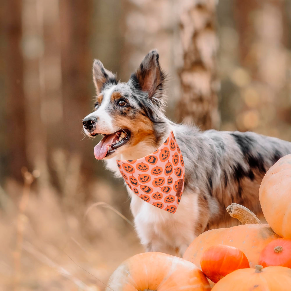 ADOGGYGO Halloween Dog Bandana - ADOGGYGO Halloween Dog Bandana