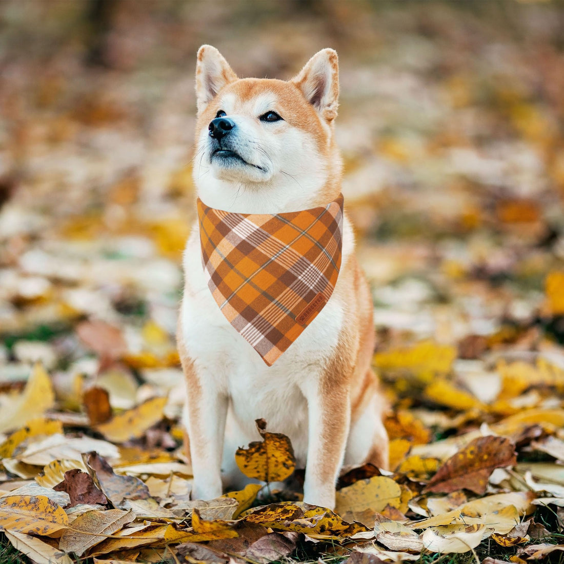 ADOGGYGO Halloween Dog Bandana - ADOGGYGO Halloween Dog Bandana