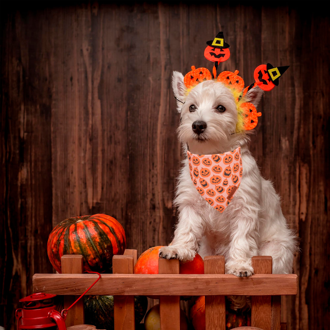 ADOGGYGO Halloween Dog Bandana - ADOGGYGO Halloween Dog Bandana