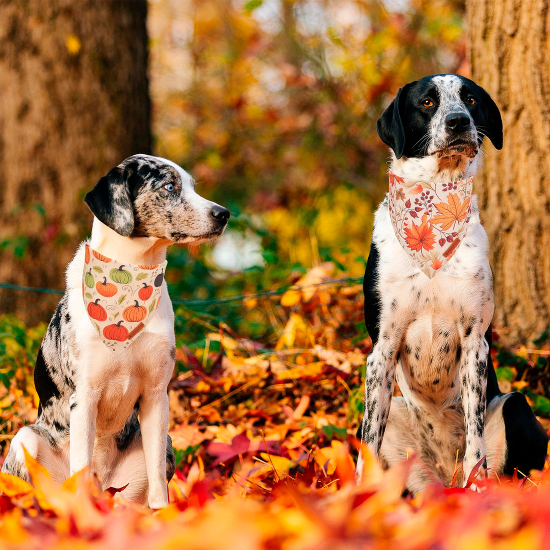 ADOGGYGO Halloween Dog Bandana - ADOGGYGO Halloween Dog Bandana