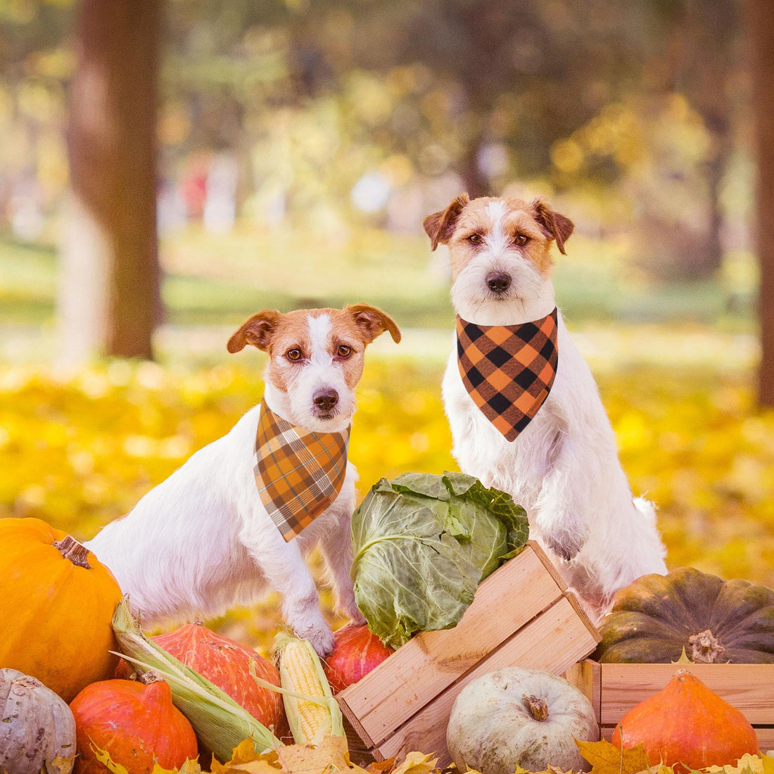 ADOGGYGO Halloween Dog Bandana - ADOGGYGO Halloween Dog Bandana