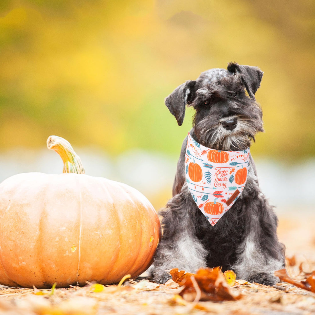 ADOGGYGO Halloween Dog Bandana - ADOGGYGO Halloween Dog Bandana