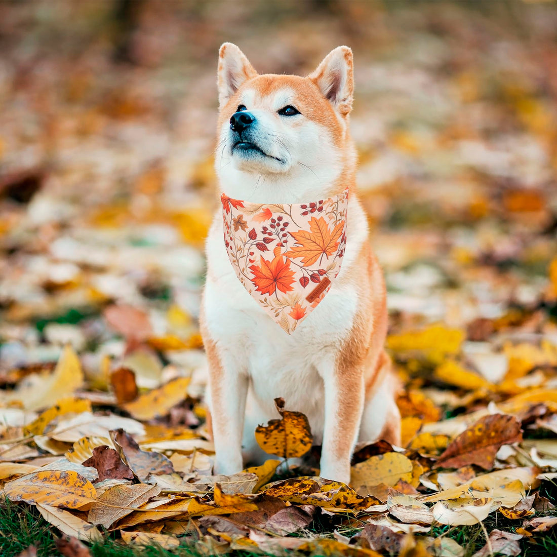 ADOGGYGO Halloween Dog Bandana - ADOGGYGO Halloween Dog Bandana