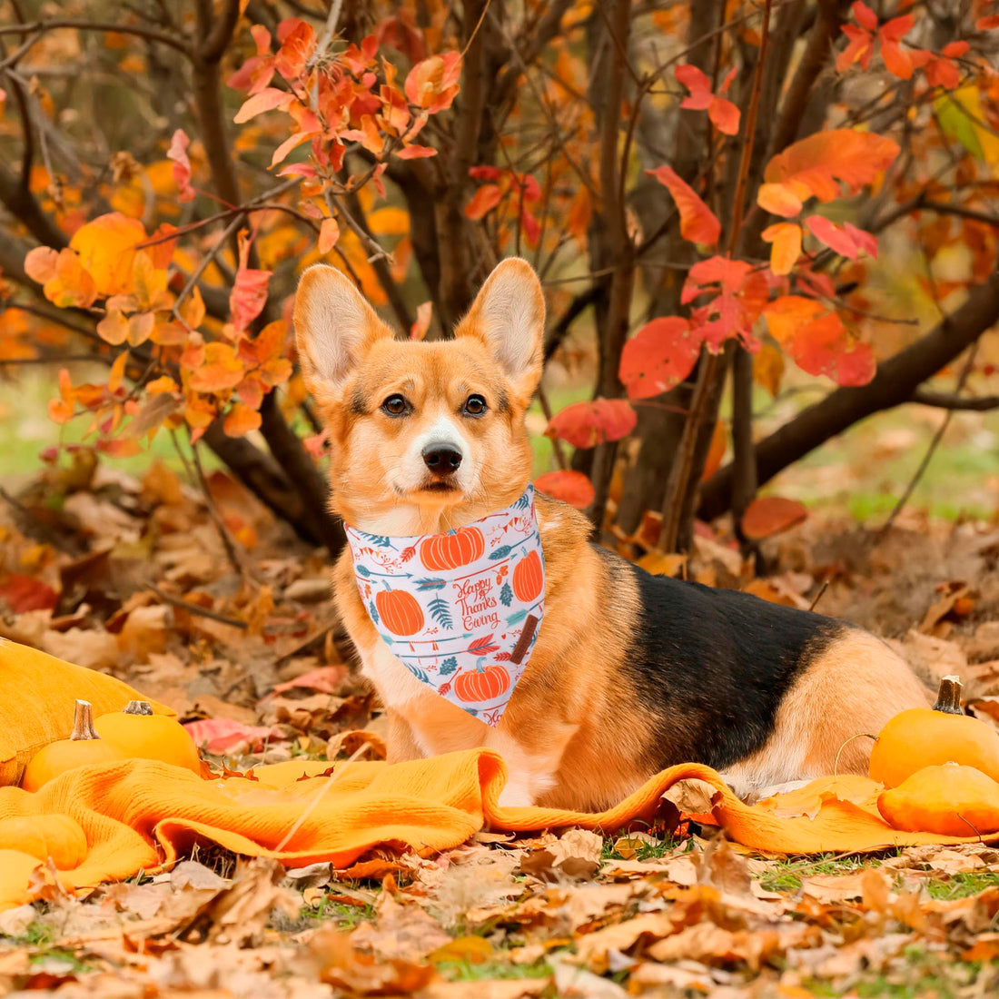 ADOGGYGO Halloween Dog Bandana - ADOGGYGO Halloween Dog Bandana