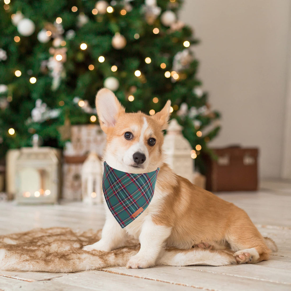 ADOGGYGO Halloween Dog Bandana - ADOGGYGO Halloween Dog Bandana