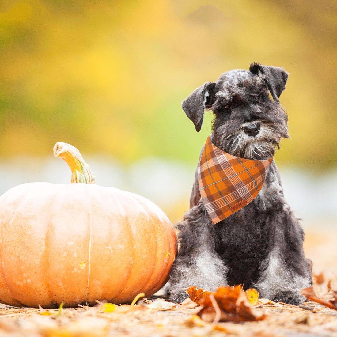 ADOGGYGO Halloween Dog Bandana - ADOGGYGO Halloween Dog Bandana