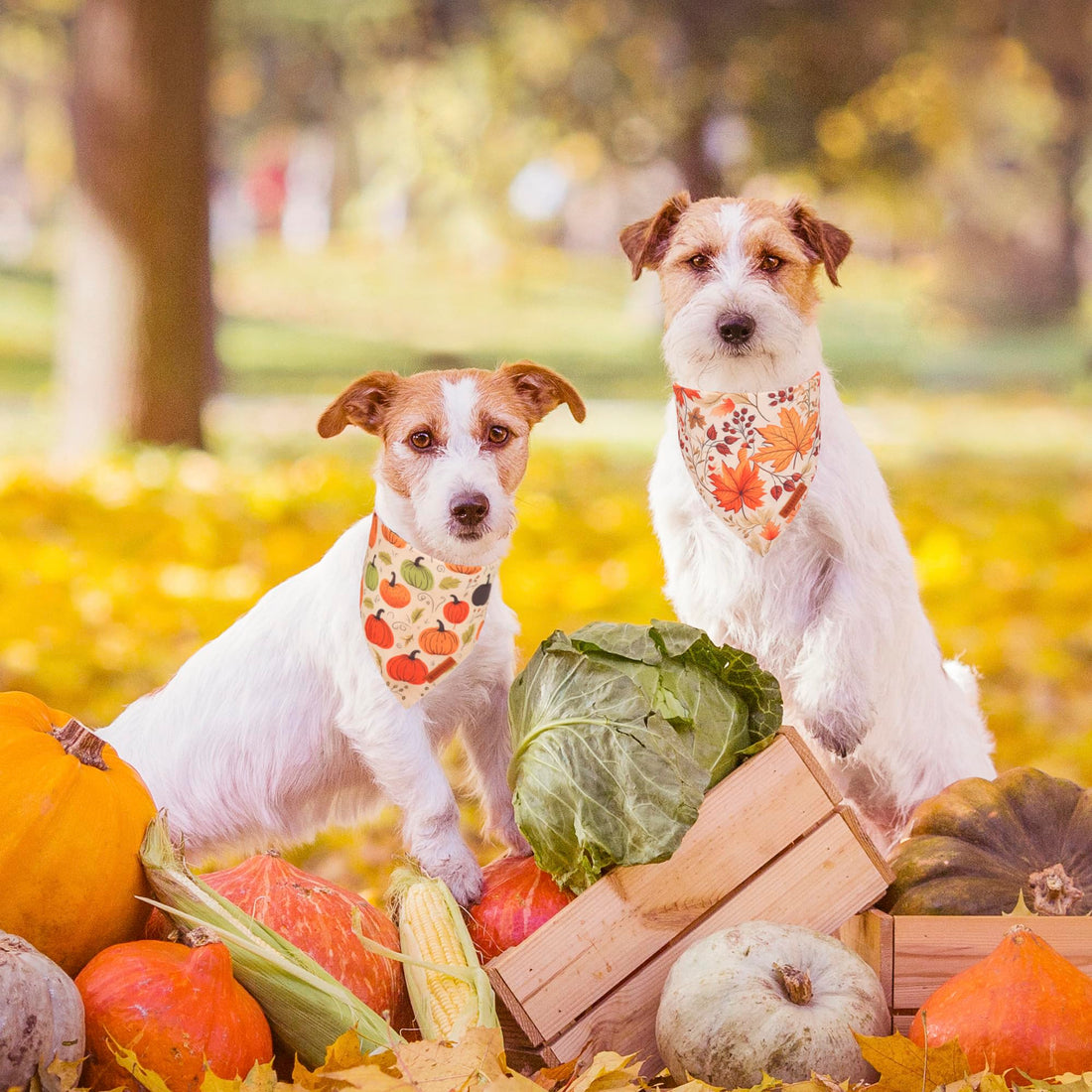 ADOGGYGO Halloween Dog Bandana - ADOGGYGO Halloween Dog Bandana