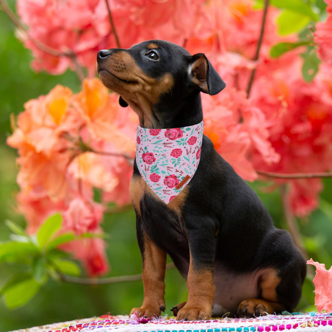 ADOGGYGO Halloween Dog Bandana - ADOGGYGO Halloween Dog Bandana
