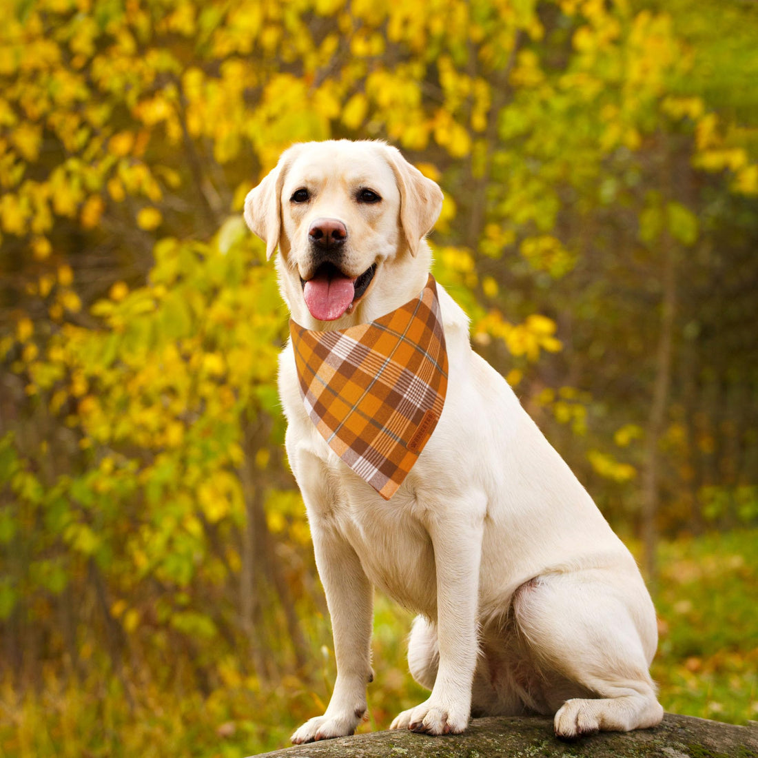 ADOGGYGO Halloween Dog Bandana - ADOGGYGO Halloween Dog Bandana