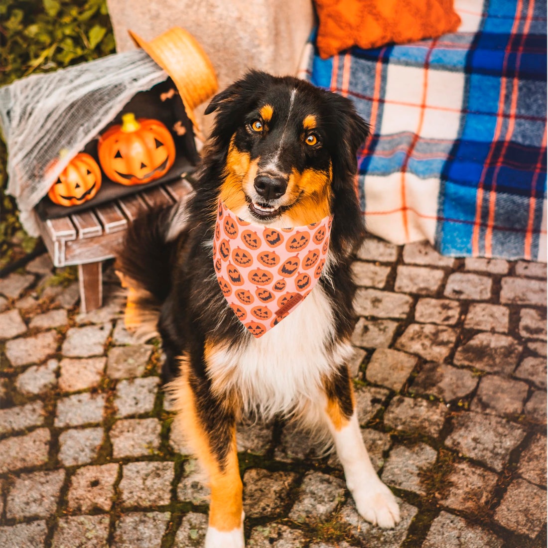 ADOGGYGO Halloween Dog Bandana - ADOGGYGO Halloween Dog Bandana
