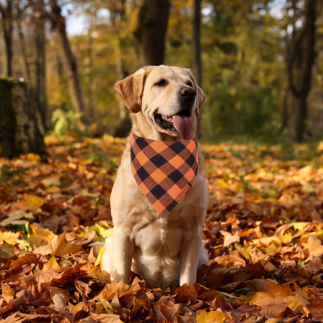 ADOGGYGO Halloween Dog Bandana - ADOGGYGO Halloween Dog Bandana